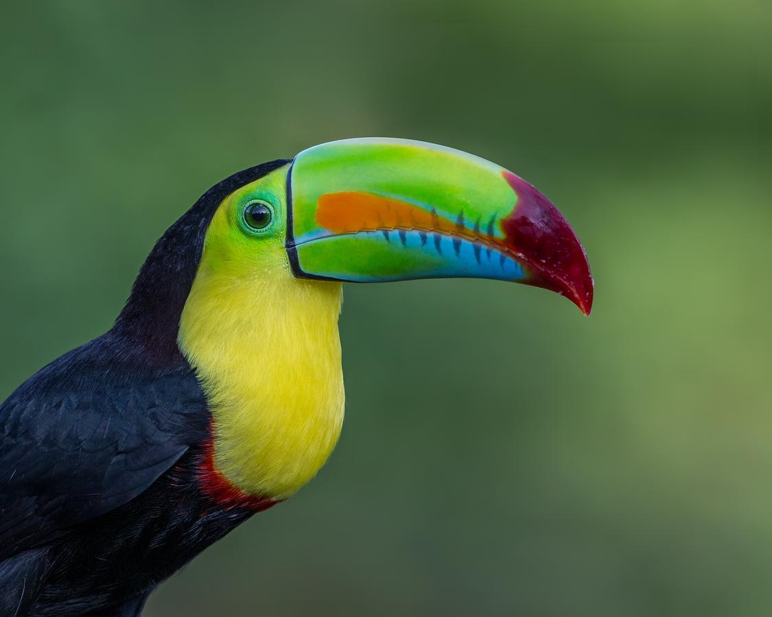 Tifakara Boutique Hotel & Birding Oasis La Fortuna Exterior foto