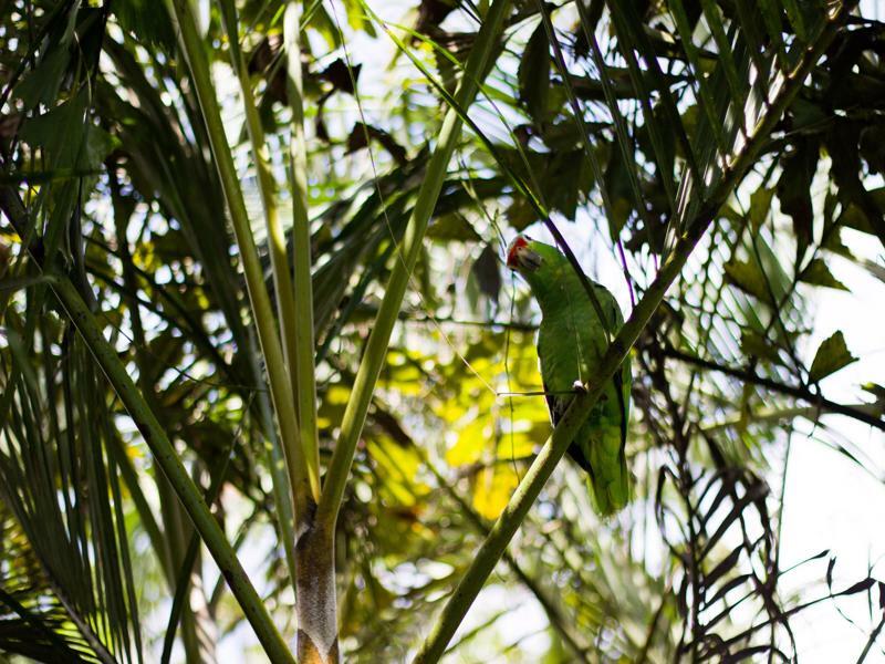 Tifakara Boutique Hotel & Birding Oasis La Fortuna Exterior foto